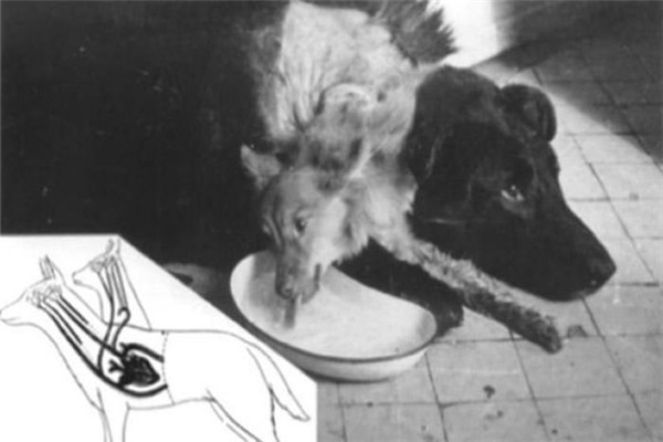 苏联做过的恐怖实验 典型的苏联双头狗实验