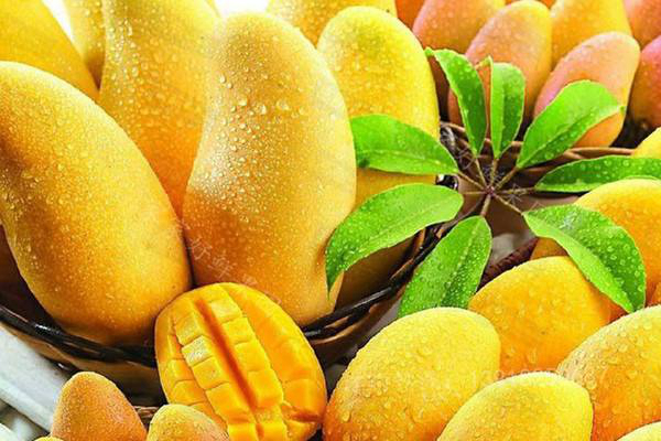 生理期可以吃芒果吗?生理期吃芒果会导致闭经吗