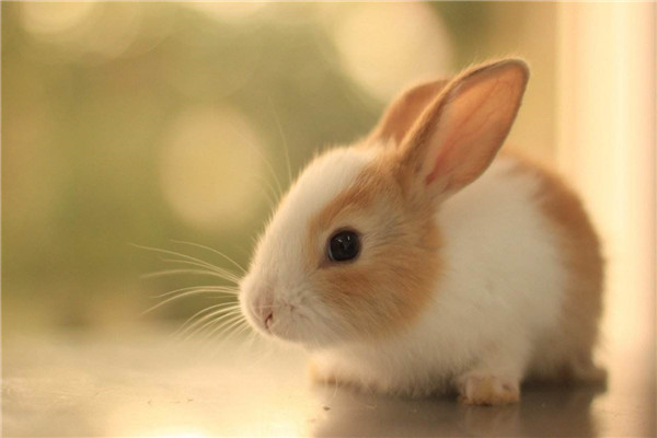 人类根据兔子发明了什么东西 兔子的特质应用到艺术中