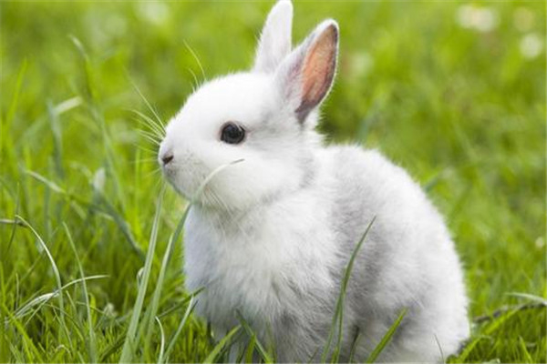 人类根据兔子发明了什么东西 兔子的特质应用到艺术中
