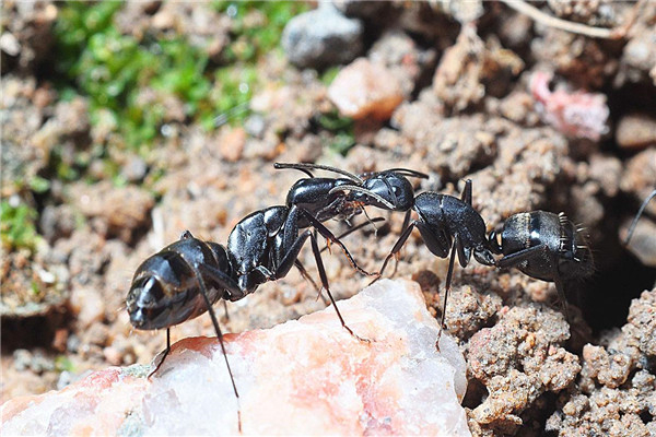 具有神经质的蚂蚁 日本弓背蚁（对风吹草动很敏感）