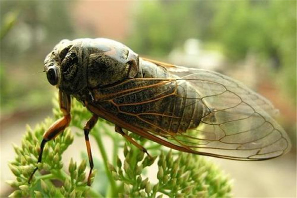 蝉飞进家里怎么办 可以用几种方法去捕捉蝉