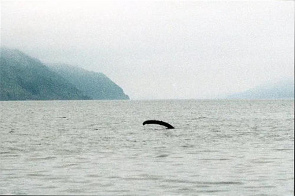 尼斯湖水怪 从未被真正证实过的生物只传闻中出现