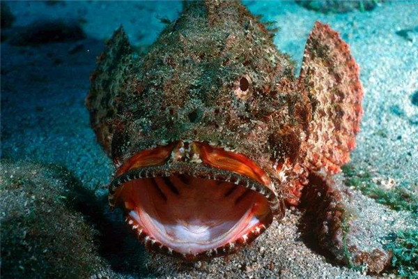 世界上最恐怖海洋动物有哪些 这些动物看了让人头皮发麻