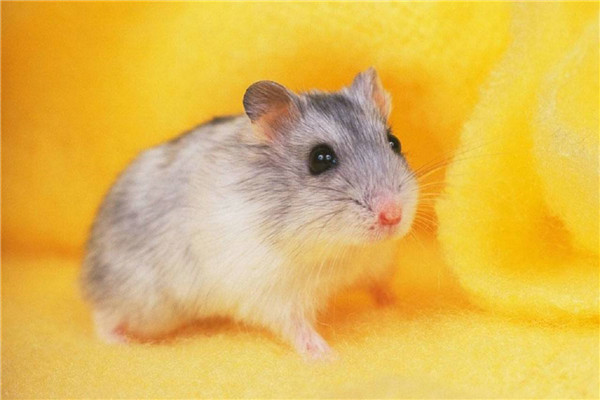世界上最小的家鼠 罗伯罗夫斯基鼠的长度是多少