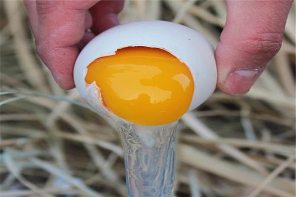 鹅蛋不能和什么一起吃 吃鹅蛋时候要注意什么