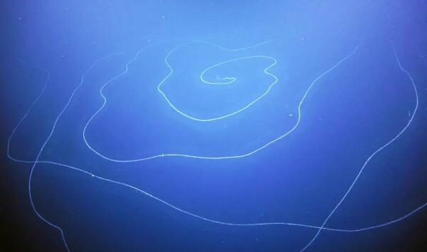 2020年新发现物种：巨型管水母居首，长度打破世界纪录