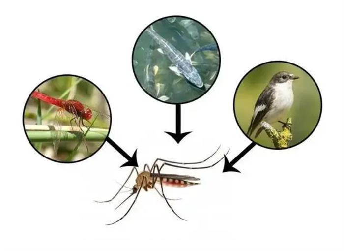 今年夏天的蚊子为何比往年少 这是件好事吗 为什么