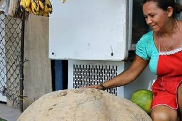 世界上最大的土豆：一只重达160斤(是普通土豆的800倍)