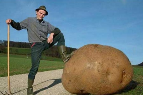 世界上最大的土豆：一只重达160斤(是普通土豆的800倍)