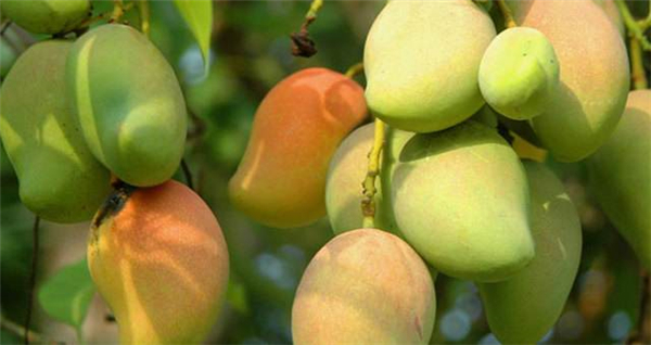吃芒果可以减肥吗 芒果含糖高热量高不能减肥