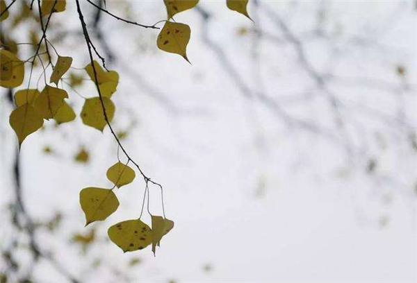 初冬是几月份 从立冬开始到小雪结束（11月）