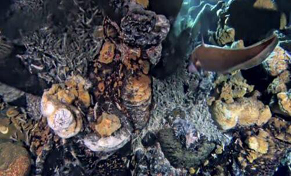 海底热泉旁边的生物 它们依赖热泉存活