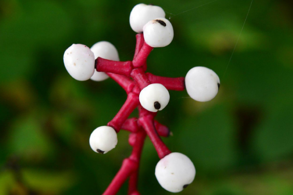 世界上最像眼球的植物:白色类叶升麻(酷似死人眼球)