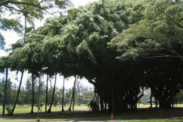 世界上最大的树冠:最大覆盖42亩(可容纳七千人军队)