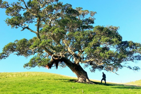 世界上最孤单的树:全岛仅一棵云杉(光照不足600小时)