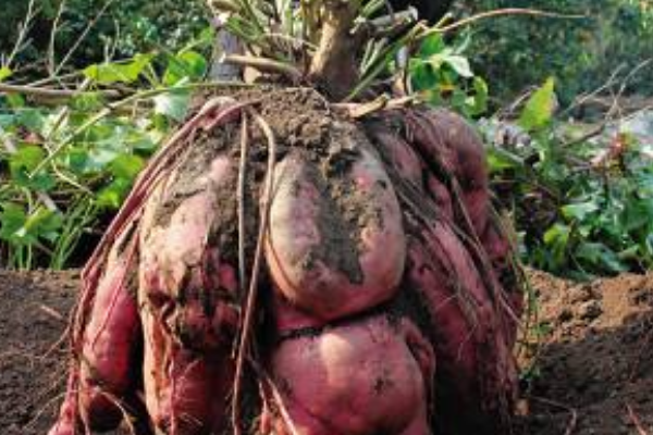 世界上最大的红薯:由220个单株红薯组成(重238斤)