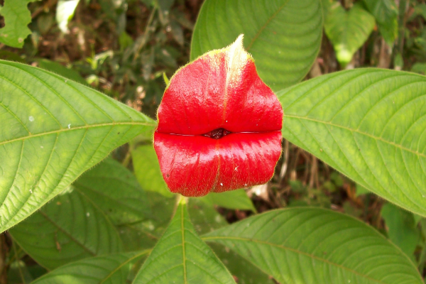 世界上最性感的花:形似美女的烈焰红唇(被称妓女花)