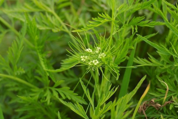 世界上最危险的植物:蓖麻上榜 第六仅一片叶子就致命