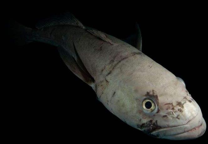 世界上最耐寒的鱼 南极鳕鱼 能在南极海域几千米海底生活