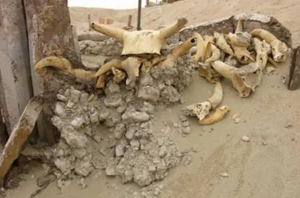 新疆塔里木盆地发现一具木乃伊 虽然做过脑部手术（神秘木乃伊）