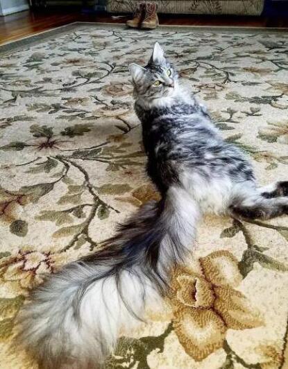 世界上尾巴最长的猫，美国缅因猫（尾部长44.66厘米）
