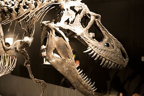 蛇发女怪龙是什么龙?生活在白垩纪早期的暴龙类恐龙
