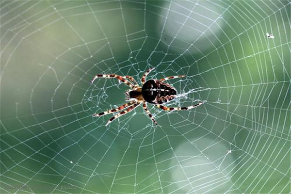 杀虫剂对大蜘蛛无效怎么办 蜘蛛怎么样更好处理