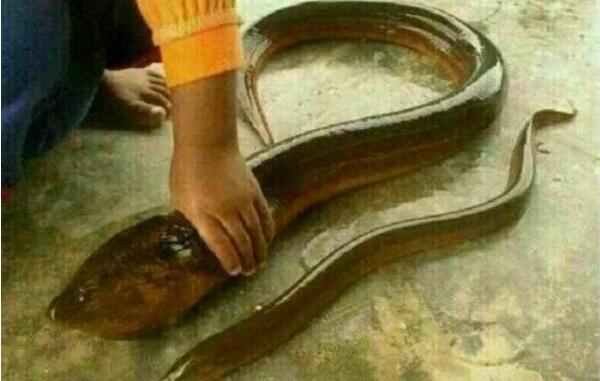 世界上最大的黄鳝，长1.5米宛如蟒蛇（重达36斤）