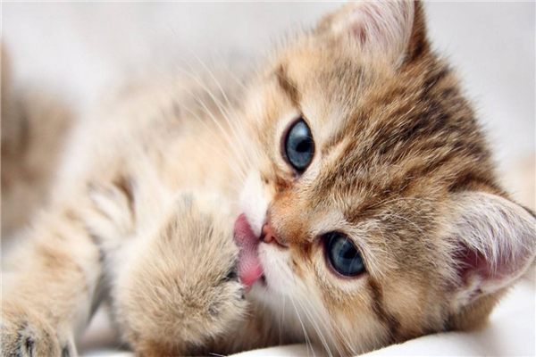 黄油猫悖论：绑着黄油的猫咪永远着不了地(无法实现)