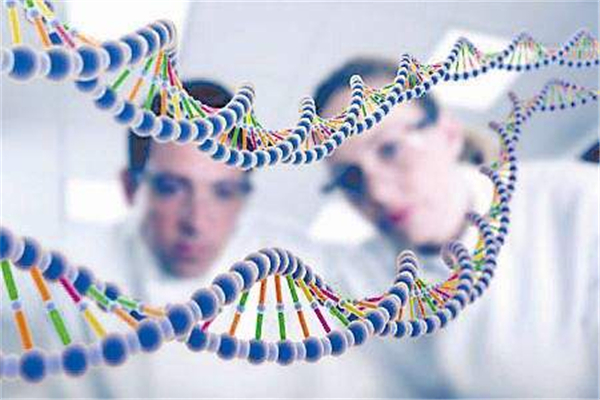 世界上第一个人造生命：辛西娅 从化学物质中提取基因