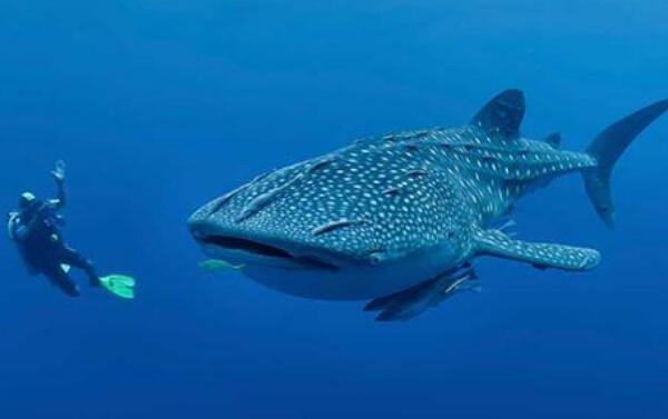 盘点世界上最大的鱼Top4：鲸鲨体长20米（第三在中国）