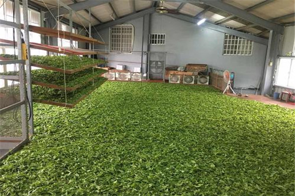 红茶的工艺流程是什么 制作红茶要经过哪些步骤