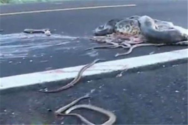 2009年辽宁大蛇事件 挖出蛇的司机突发心梗死亡
