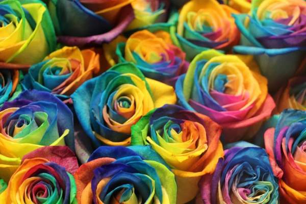 世界上最漂亮的三种玫瑰花:全是罕见花色(彩虹玫瑰)