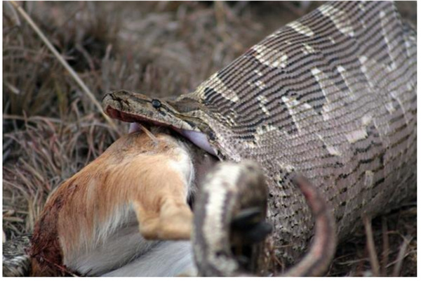 蟒蛇生吞活人事件是真的吗 受害者在被吞途中窒息而死