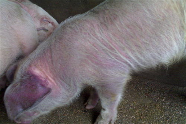 猪瘟可以通过空气传播吗 为什么会出现猪瘟