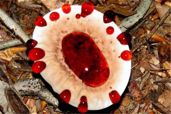 血牙真菌有毒吗：血牙真菌表明有红色液体（没有毒素）