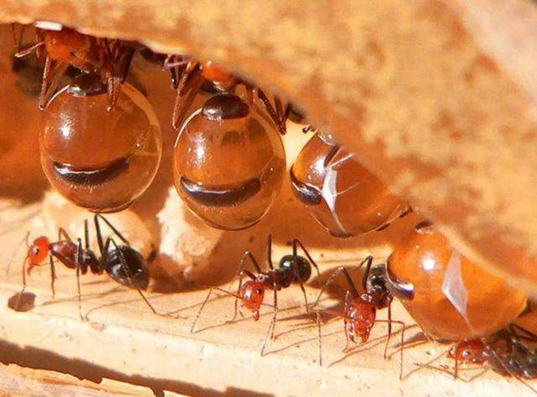 可以当零食吃的蚂蚁：味道甜甜的蜜蚁(去了头直接吃)