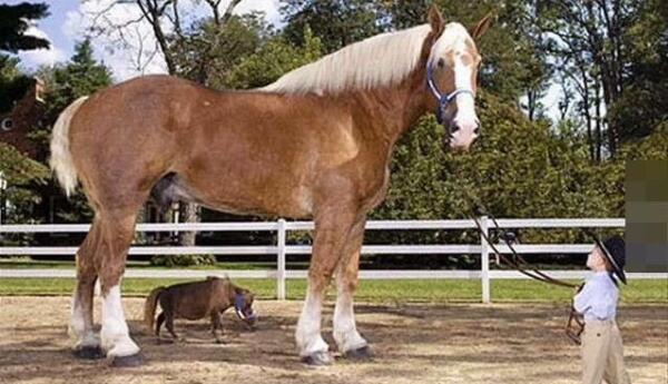 世界上最小的马，法拉贝拉（身高38厘米/比狗都矮）