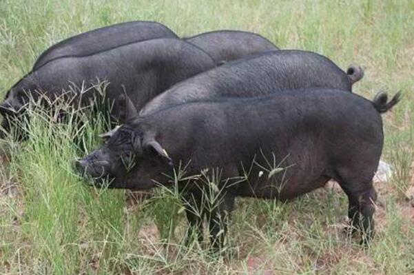 中国古代有白猪吗：本土黑猪濒临灭绝种类达29种(古代没有白猪)