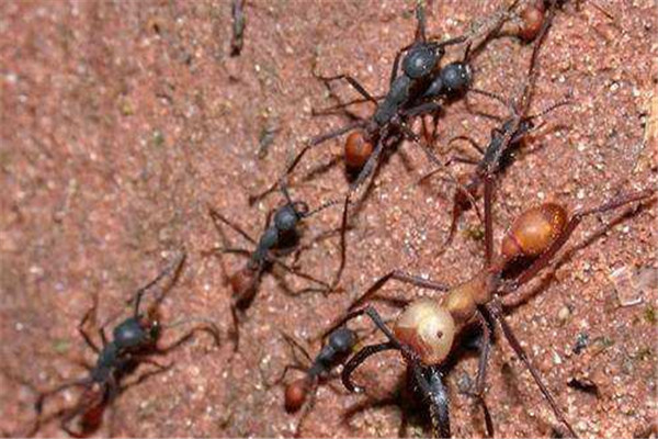世界上最大的食人蚁 非洲食人蚁（个头很大吃东西很杂）