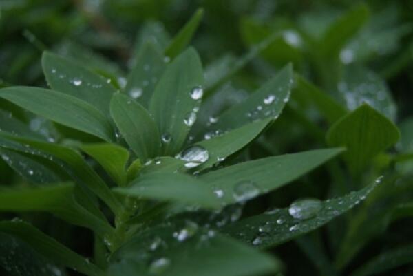 世界上八大罕见的怪雨：含有蜜蜂便便的绿色雨水(印度血雨)