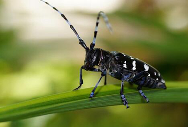 甲壳虫是什么动物类别 很多昆虫都属于甲壳虫的一种