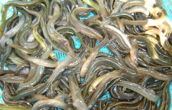 泥鳅是什么类型的动物 属于泥鳅科是鱼类的一种