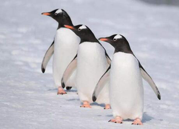 企鹅是什么动物类型 其实它是鸟类的一种（让人意外）