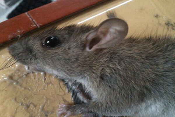 家里老鼠白天一般躲哪 如何才能更快找到老鼠