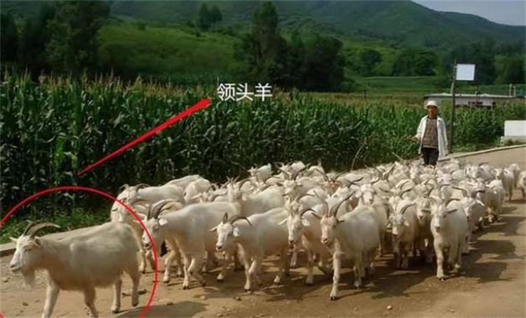 河南某个地区发现羊群的集体暴动 是不是他们遇到了什么？