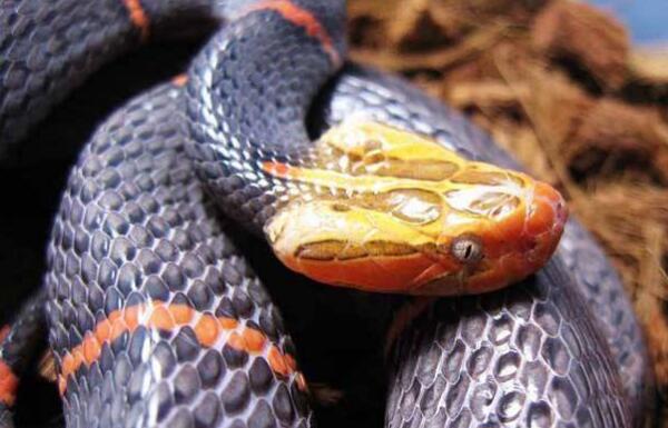 世界上最罕见的毒蛇，喜玛拉雅白头蛇（毒性强经常绝食）