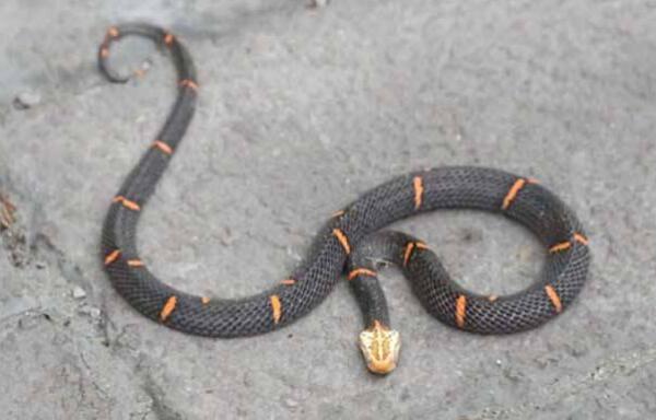世界上最罕见的毒蛇，喜玛拉雅白头蛇（毒性强经常绝食）